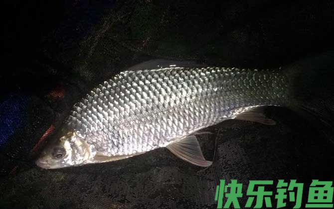 晚上钓鱼没口是什么原因？(图3)