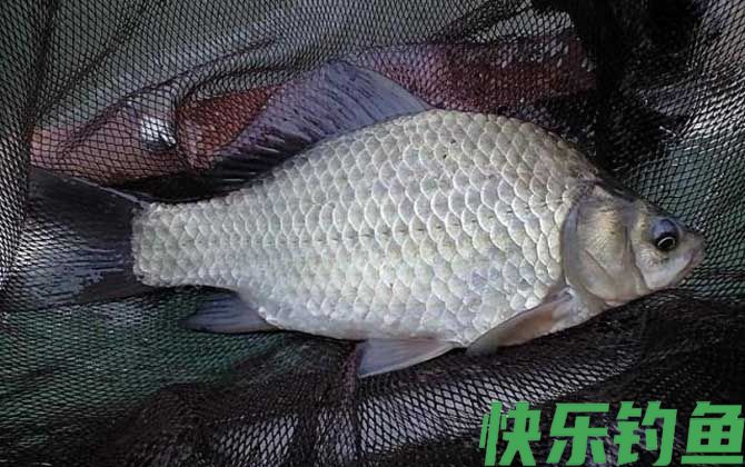 雨后多久钓鱼最佳？(图1)