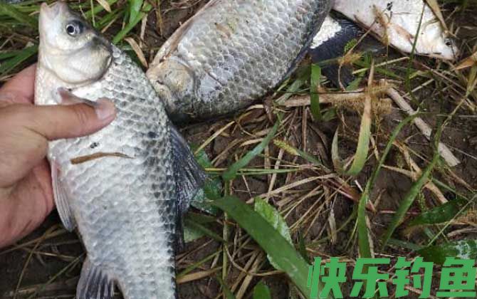 雨后多久钓鱼最佳？(图2)