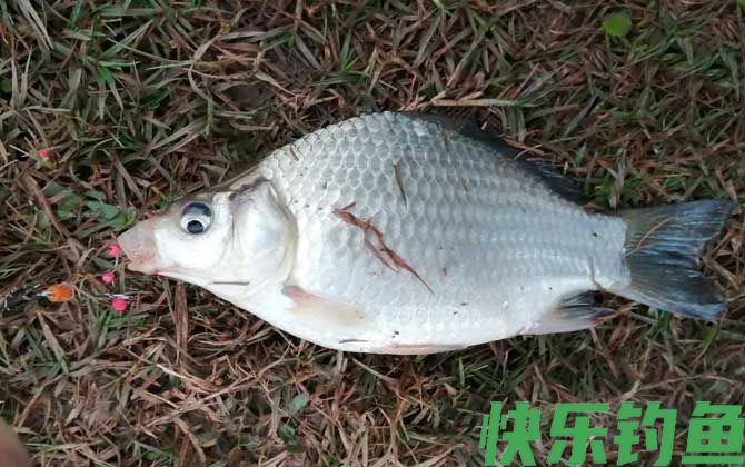 雨后多久钓鱼最佳？(图3)