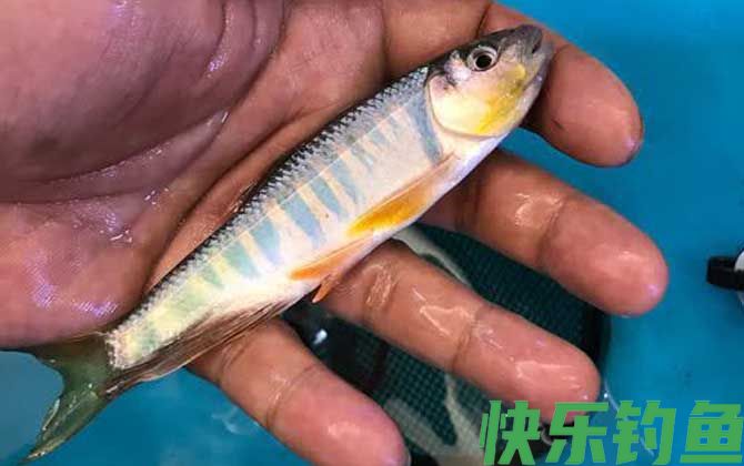 宽鳍鱲怎么钓上鱼快？(图1)