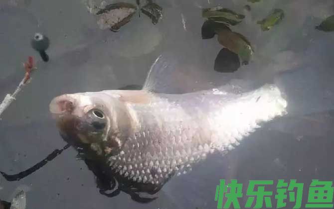 冬季钓鱼打窝技巧及方法(图3)