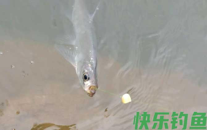 手竿钓翘嘴的技巧和方法(图2)