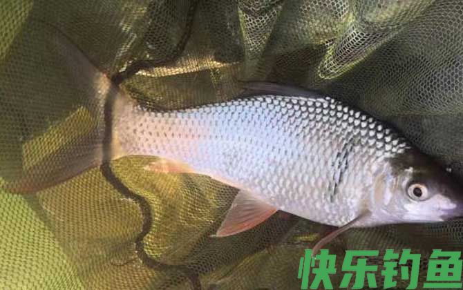 春天怎么钓鱼容易上钩？(图3)