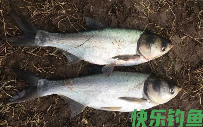 海竿钓鲢鳙技巧和方法(图4)