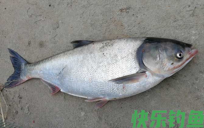 海竿钓鲢鳙技巧和方法(图3)