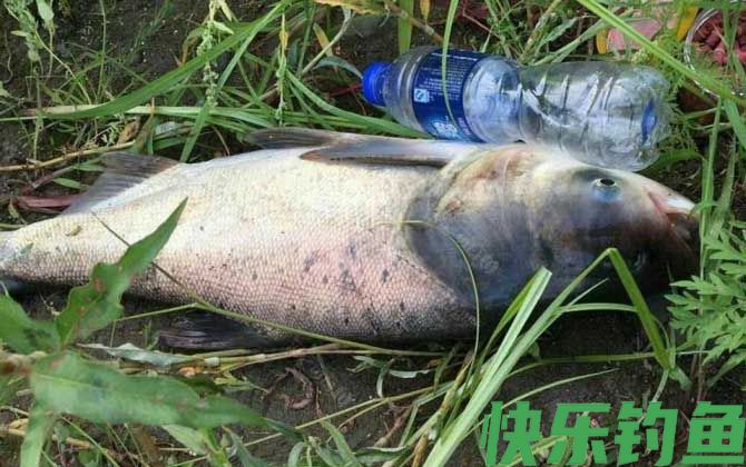 海竿钓鲢鳙技巧和方法(图5)