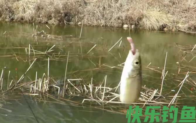 春季钓鱼钓顺风还是顶风？(图1)