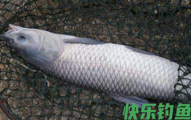 钓青鱼的最佳时间(图1)