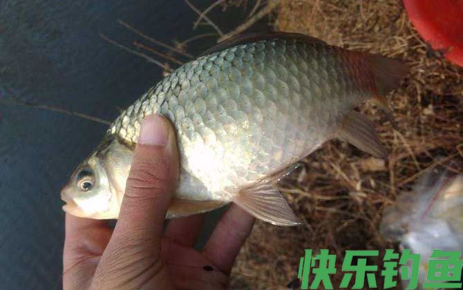 钓鲫鱼什么时候最好钓？(图2)