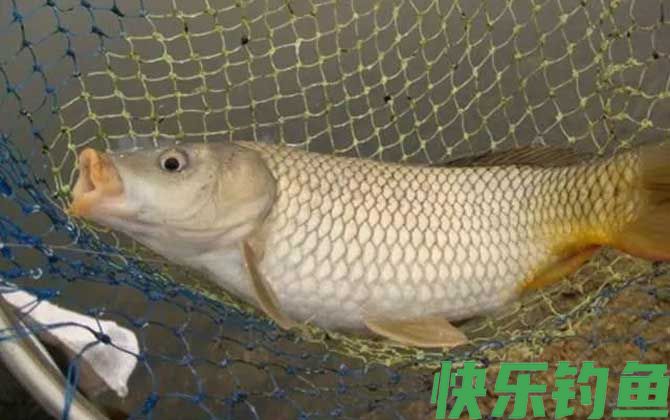 反底钓法钓鲤鱼效果怎么样？(图2)