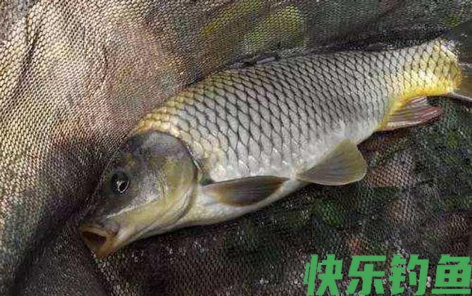 秋季溪河野生鲤鱼钓法及注意事项(图4)
