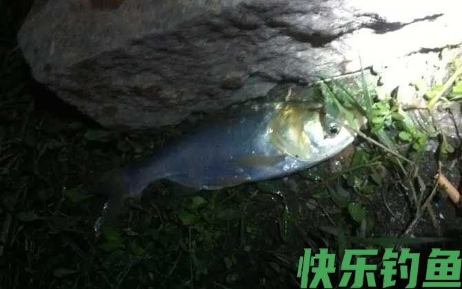 夜钓鲢鳙的技巧和方法(图6)