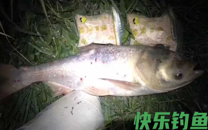 夜钓鲢鳙的技巧和方法(图5)