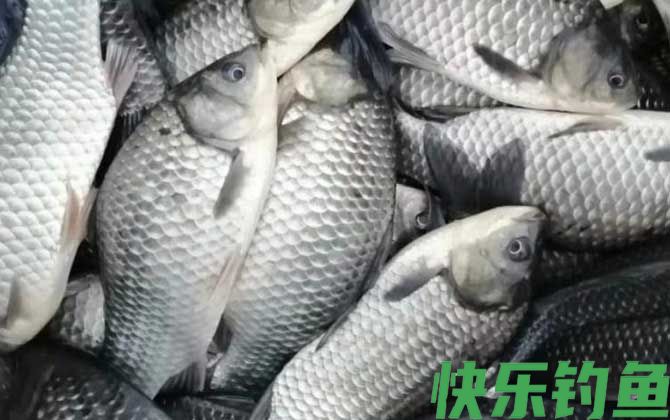 夏天钓鲫鱼钓几米最好？(图3)