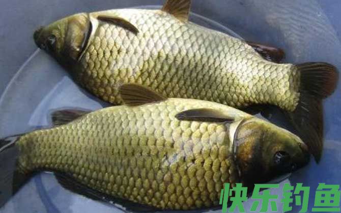 夏天钓鲫鱼钓几米最好？(图4)