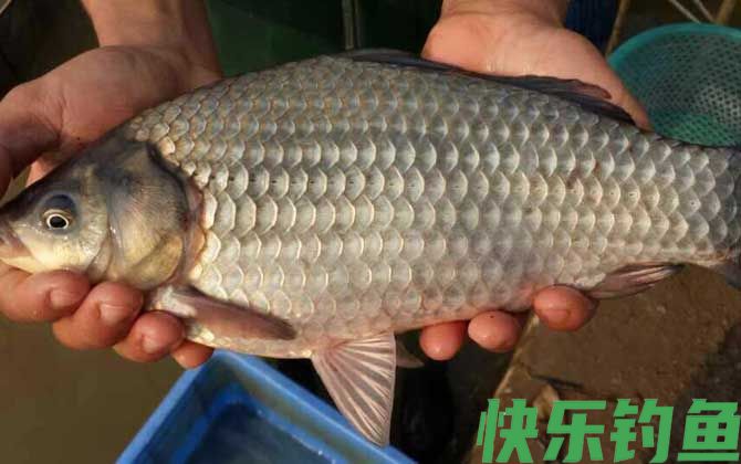 秋天钓鲫鱼多少水深合适？(图2)