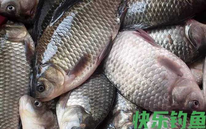 秋天钓鲫鱼多少水深合适？(图4)