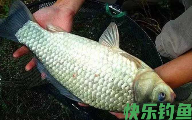 秋天钓鲫鱼多少水深合适？(图5)