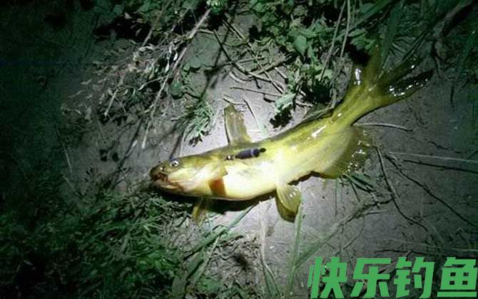 夜钓黄颡鱼技巧及注意事项(图2)