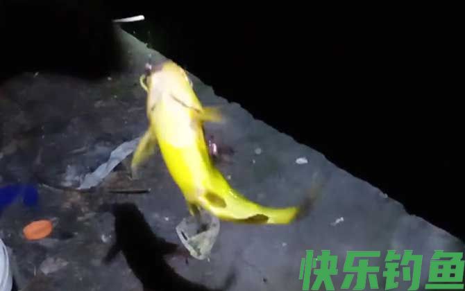 夜钓黄颡鱼技巧及注意事项(图3)