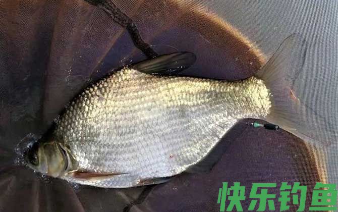 几月份可以用玉米钓鳊鱼？(图1)