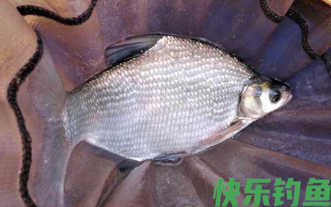几月份可以用玉米钓鳊鱼？(图3)