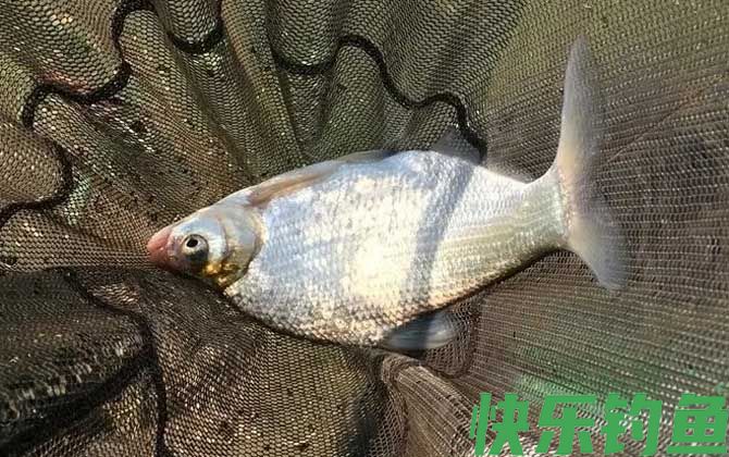 几月份可以用玉米钓鳊鱼？(图4)