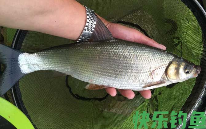 夜钓黄尾鱼钓远还是钓近？(图4)