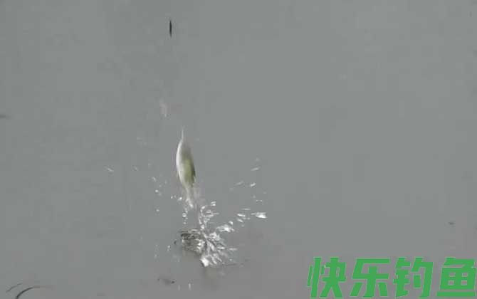 初夏钓鱼选择什么位置最好？(图5)