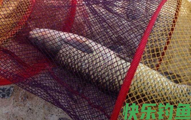 玉米怎么钓青鱼上鱼快？(图4)