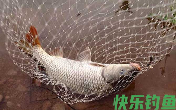 钓鲤鱼怎么调漂最好？(图4)