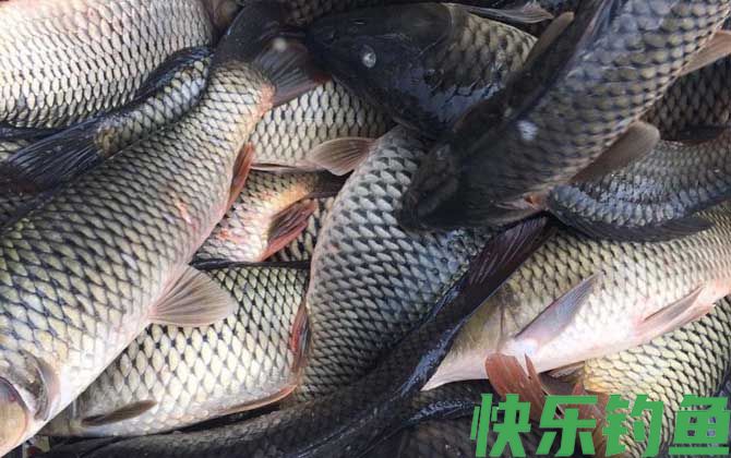 钓鲤鱼怎么调漂最好？(图5)