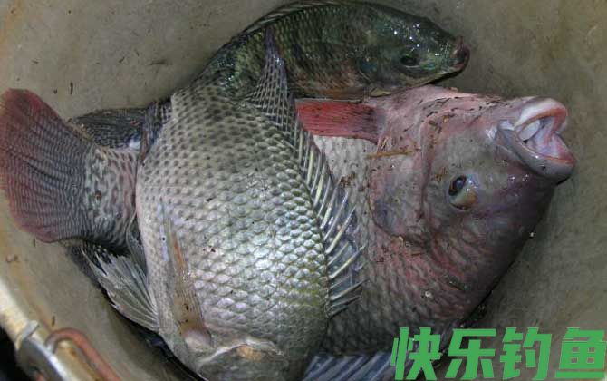 钓罗非鱼实用技巧大全(图4)