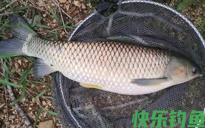 钓草鱼绝招及方法(图1) 钓草鱼绝招及方法(图1)