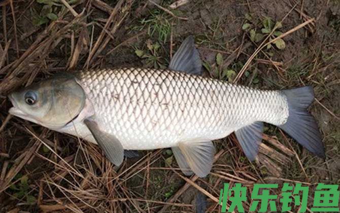 钓草鱼绝招及方法(图3) 钓草鱼绝招及方法(图3)