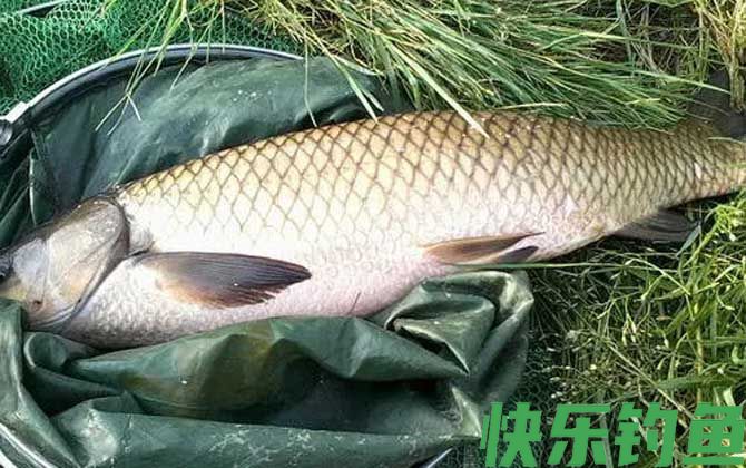 钓草鱼绝招及方法(图2) 钓草鱼绝招及方法(图2)