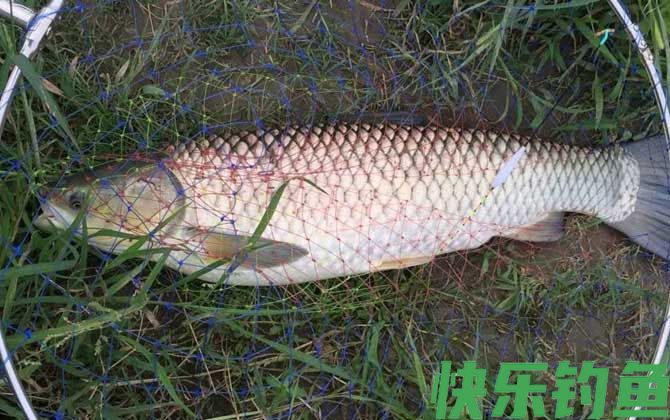 钓草鱼绝招及方法(图4) 钓草鱼绝招及方法(图4)