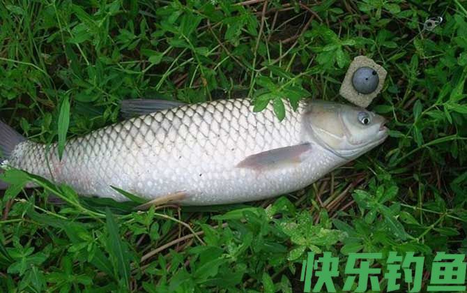 钓草鱼绝招及方法(图6) 钓草鱼绝招及方法(图6)
