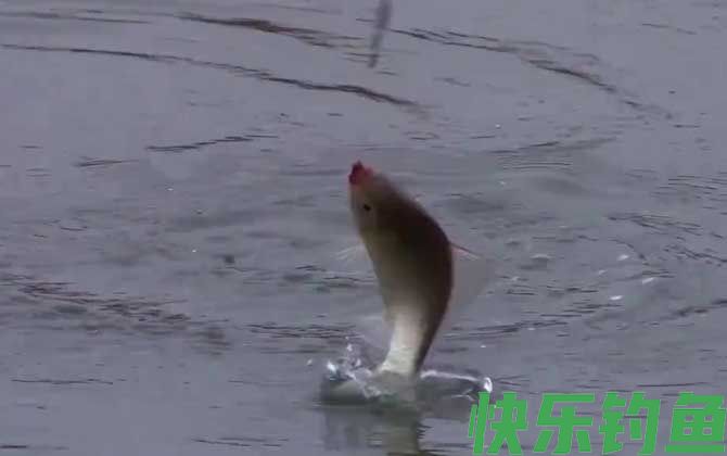 冬季钓鱼是钓灵还是钓钝？(图2)