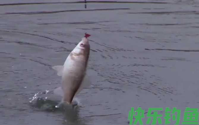 冬季钓鱼是钓灵还是钓钝？(图4)