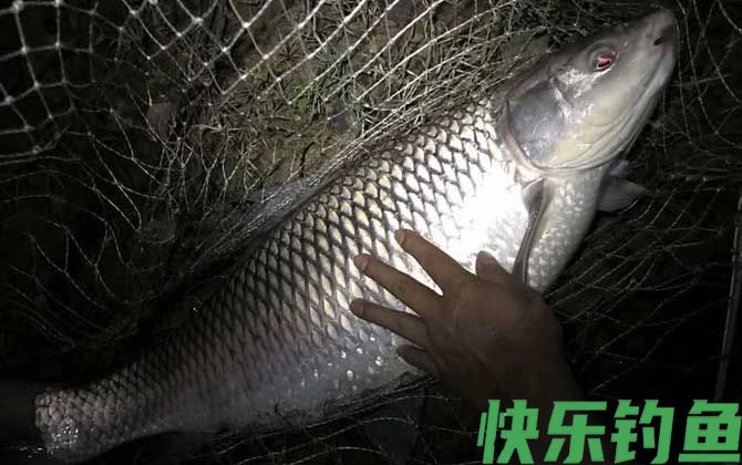 夏季钓鱼小鱼太多怎么钓大鱼？(图2)