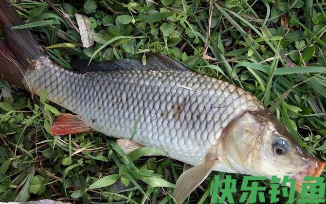 夏季钓鱼小鱼太多怎么钓大鱼？(图1)