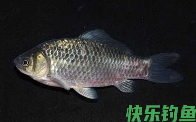 水库钓鲫鱼技巧及注意事项(图2)