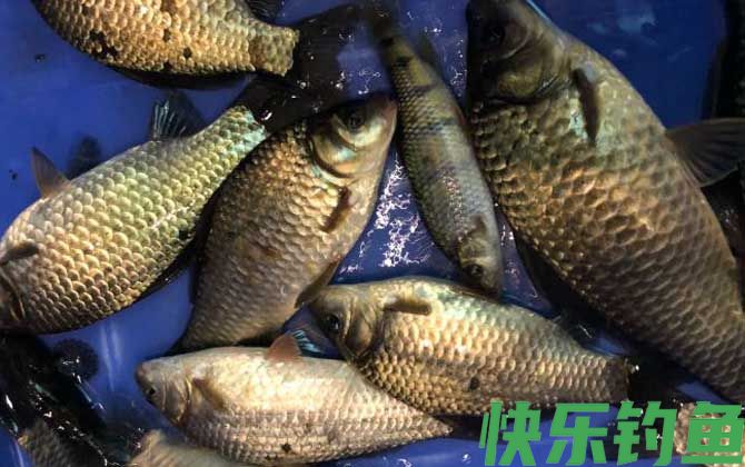 水库钓鲫鱼技巧及注意事项(图4)