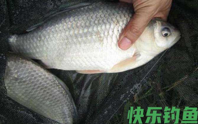 水库钓鲫鱼技巧及注意事项(图8)