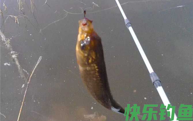 水库钓鲫鱼技巧及注意事项(图6)