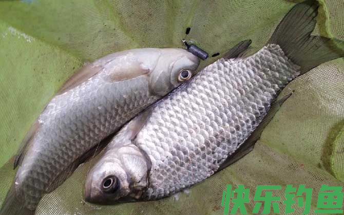 水库钓鲫鱼技巧及注意事项(图7)