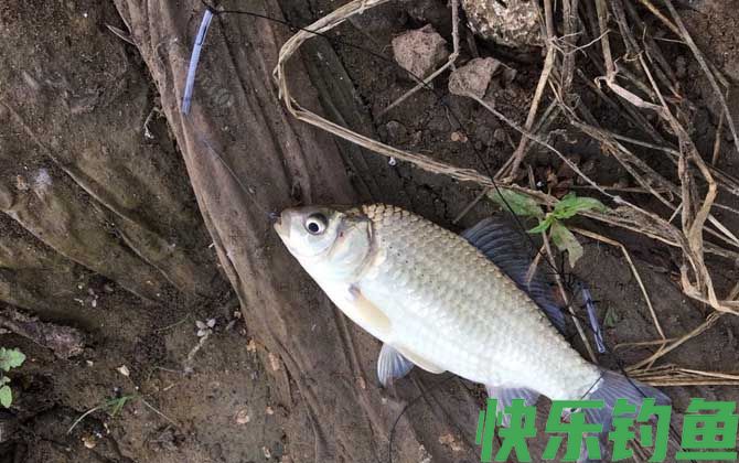 浑水钓鱼怎么钓上鱼快？(图2)