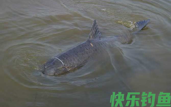 冬天野钓青鱼的最佳方法(图4)